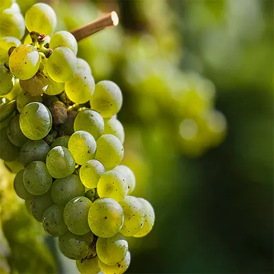 Vignoble de Chablis