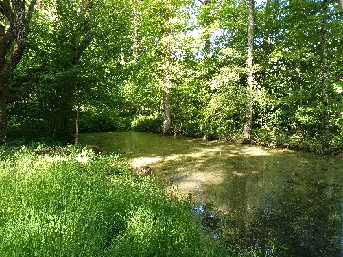 Découvrez la richesse des mares restaurées avec Mathurin Carnet de la SHNA (expert en coléoptères aquatiques) / Visite suivie d'un pot – Rousson / Villeneuve-sur-Yonne (Forêt du Legs Thenard /  RDV au 12 rue des Tourelles, La Haute-Epine à Rousson) (affiche de l’événement)