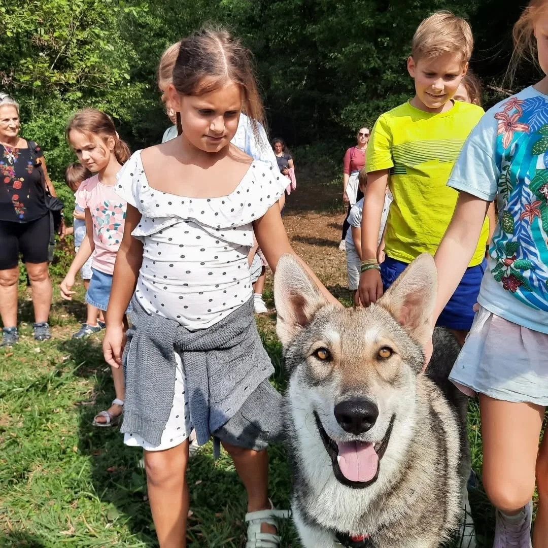 Promenade avec nos chiens-loups – Toucy (La Pyramide du Loup) (affiche de l’événement)